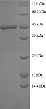 Human SNX3 protein