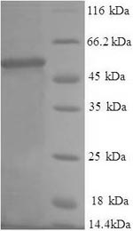 Human PSC5 protein