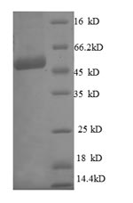 Human C21orf33 protein