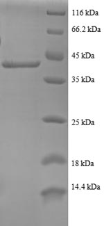 Human RPS24 protein