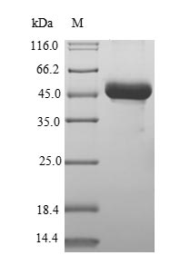 Human KIAA0211 protein