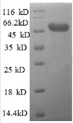 Human AFG3L2 protein