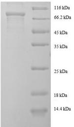 Human KIAA0490 protein