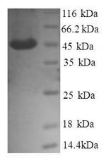 Human GP25L2 protein