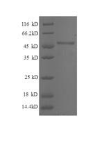 Human BRMS1 protein