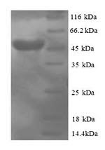 Human MSAP protein