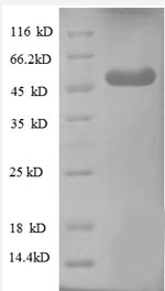 Human WDR1 protein