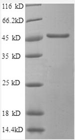 Human SCAMP3 protein