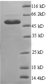 Human C12orf8 protein