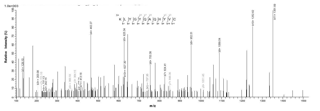 Human TIMP-4 protein