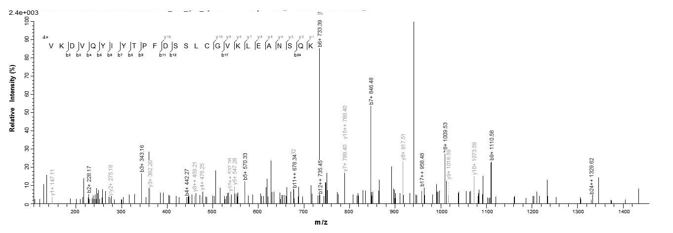 Human TIMP-4 protein