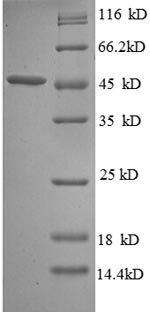 E.coli yedQ protein