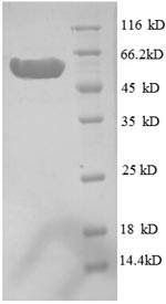 E.coli ssyA protein
