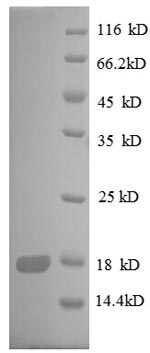 E.coli rpsH protein