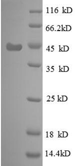 E.coli rpsF protein
