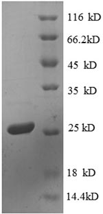E.coli rpsD protein