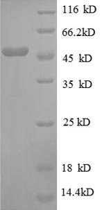 E.coli rpsC protein