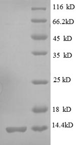 E.coli rpsS protein
