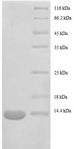 E.coli rpsO protein