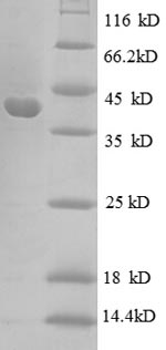 E.coli rpsJ protein