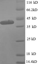 E.coli rplI protein