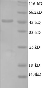 E.coli rplF protein