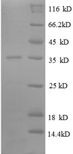 E.coli rpmE protein