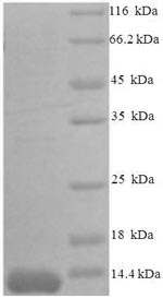 Mouse Ccl7 protein