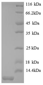 Mouse Mip-2 protein
