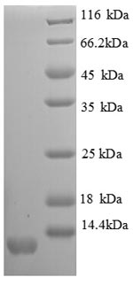 Mouse Scyb11 protein