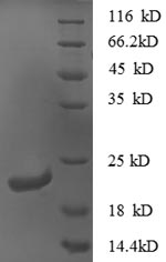 Mouse Cxcl16 protein
