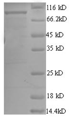 E.coli rep protein