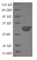 Human CD24 protein