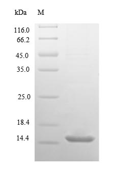 Human HSPE1 protein
