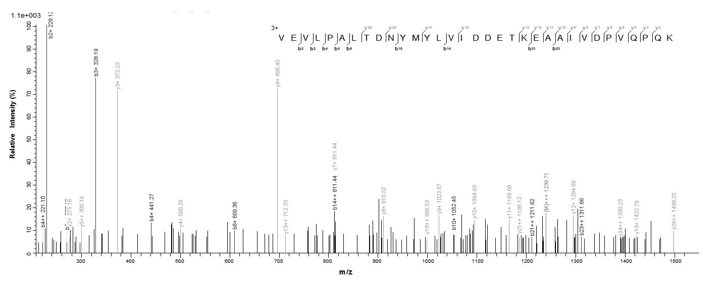 Human GLO2 protein