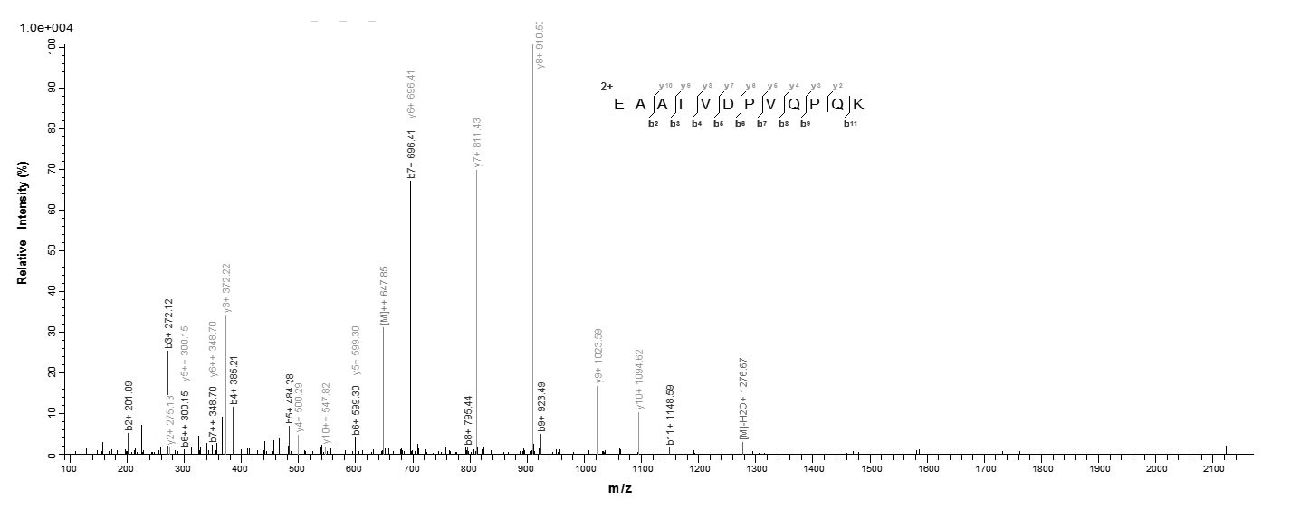 Human GLO2 protein