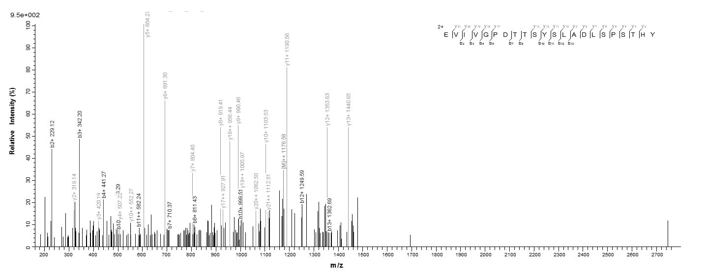 Human TNC protein