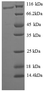 E.coli PTP3 protein