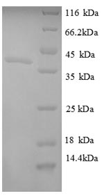 E. coli argF protein