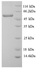 E.coli atpB protein