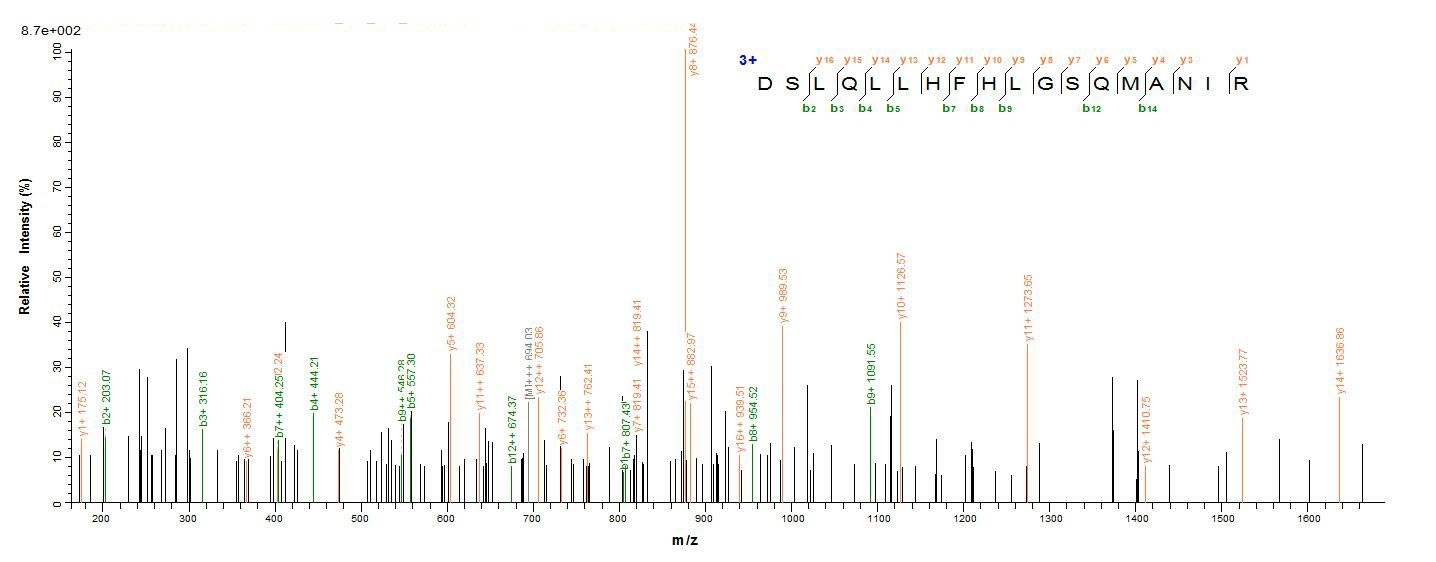 E. coli speA protein
