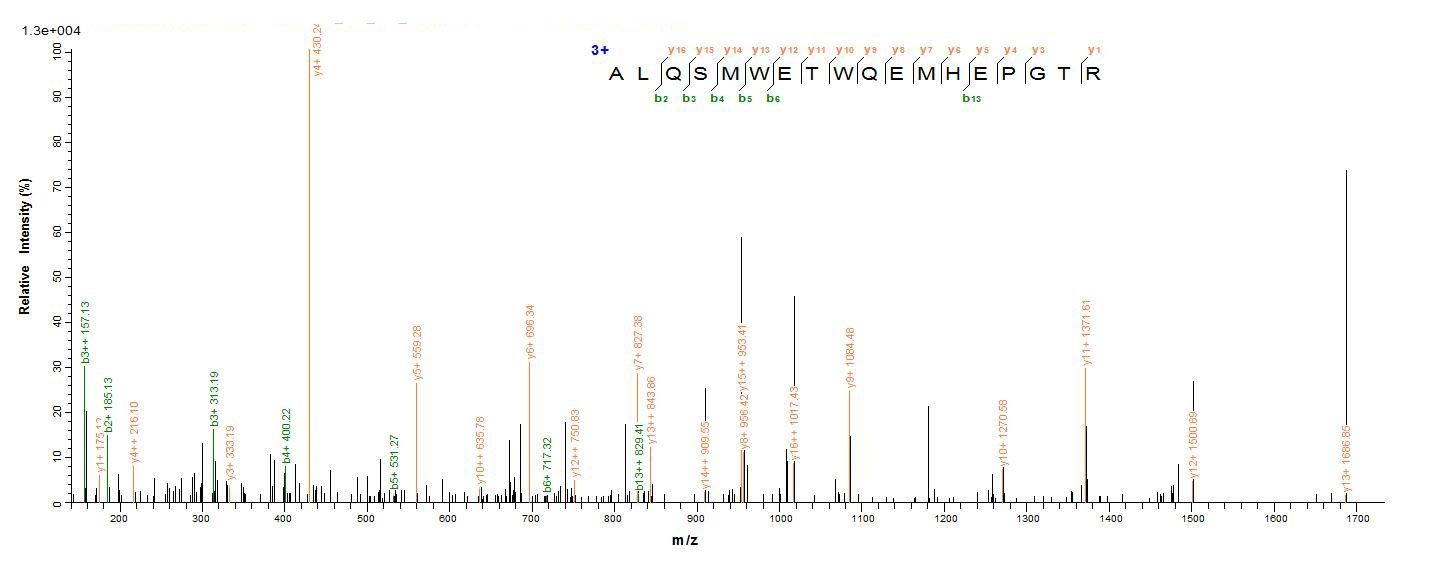 E. coli speA protein