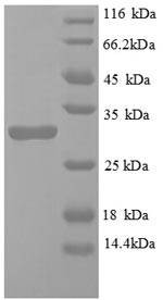 Mouse Egln3 PHD3 protein