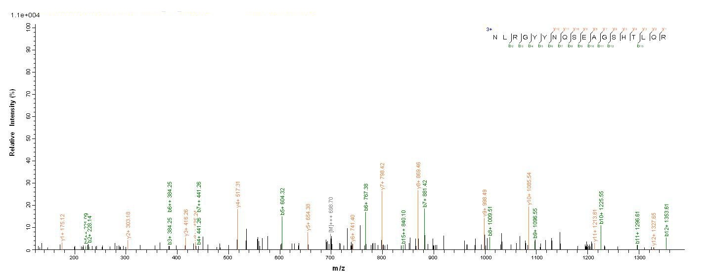 Human HLA-B protein