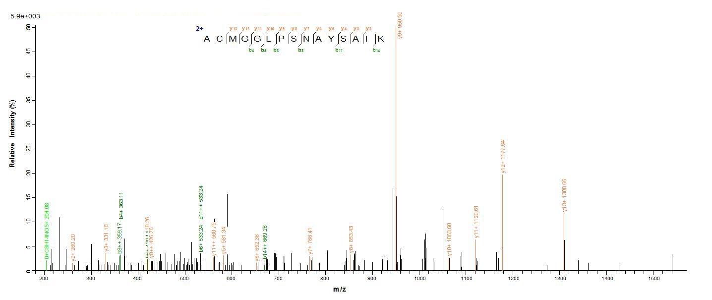 Human CTSF protein