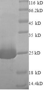 Rat Nsf Erg1 protein