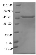 Rat p53 protein