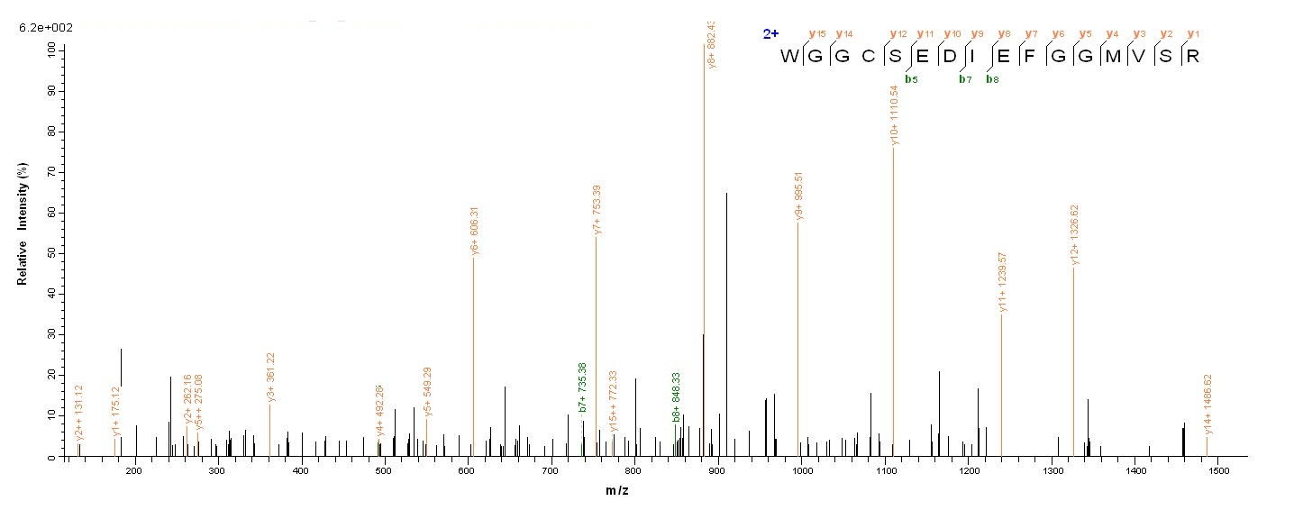 Human WNT3A protein