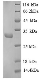 Human RPA4 protein