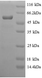 E.coli viaA protein